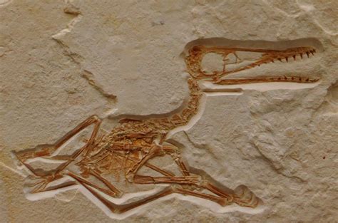 pterosaur fossil for sale